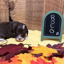 Rolo - Brown and white male Aussiedoodle puppy in Lavonia, Georgia from H & A Kennels