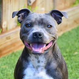 Jenga - Staffordshire Bull Terrier
