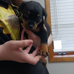Corvette - Black and rust Rottweiler puppy in Girard, Ohio from Roman's Empire Rottweilers