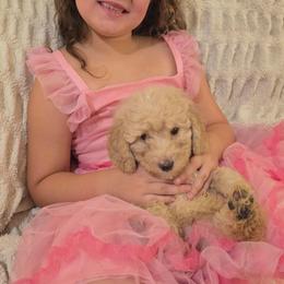 Rusty - Apricot male Goldendoodle puppy in Orange Park, Florida from Evergrace Farm Doodles
