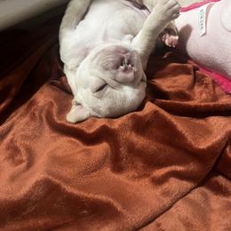 French Bulldog Puppies from Foster Lake Frenchies