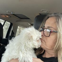 Maltese, Morkie, and Yorkshire Terrier Puppies from Mountain Top Hot Tailz