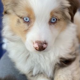 Miniature Australian Shepherd Puppies from Water's Edge Aussies