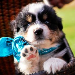 Boy 3 - male Australian Shepherd puppy in Paola, Kansas from Tiz Ranch