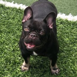 French Bulldogs from Moraima's Frenchies