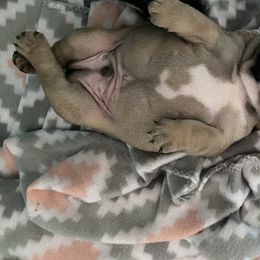 French Bulldog Puppies from Western Skies French Bulldogs