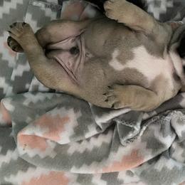 French Bulldog Puppies from Western Skies French Bulldogs