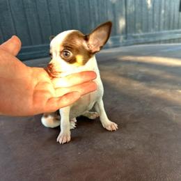 Teacup Malcom - Chocolate and white male Chihuahua puppy in Alvord, Texas from Gift of Gods Favor