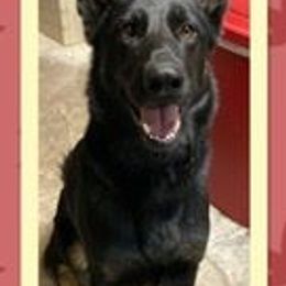 German Shepherds from Jemira Kennel