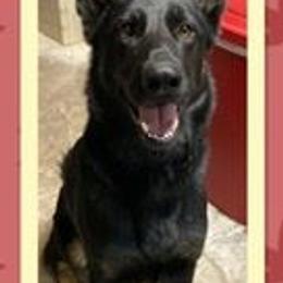 German Shepherds from Jemira Kennel