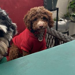 Cockapoos, Sheepadoodles, and Whoodles from Saddle Mountain Doodles