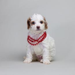 Parti Girl 1 AKC - Parti female Poodle puppy in Miami, Florida from JF Kennels Miniature & Toy Poodles