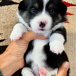 Sleepy - Black and white female American Corgi puppy in Tome, New Mexico from Blue Diamond Welsh corgis