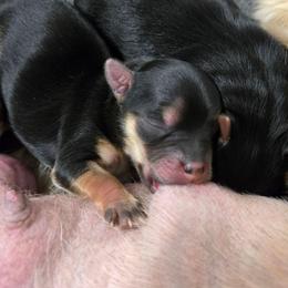 Sadie - Black & tan tri-color female Morkie puppy in Thompson, Iowa from Weiss's Puppies