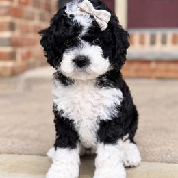 Hot Pink collar - Mrs Norris - Black and white female Cockapoo puppy in Mt Bethel, Pennsylvania from Stasia’s Cutiepoos