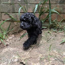 Onyx - Black male Cockapoo puppy in Sunset, Louisiana from Cano Cockapoos