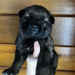 Gunther - Sable male German Shepherd puppy in Catskill, New York from Vom Kugelblitz Kennels