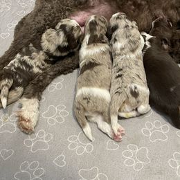 Bernedoodle puppies from Boutique Bernedoodles & Co.