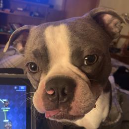 Brody - Boston Terrier