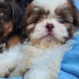Topher - Liver and white male Shih Tzu puppy in Augusta, Georgia from Floofah la Woofah