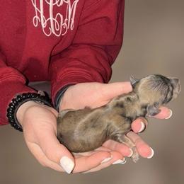 Sandy - Dapple female Dachshund puppy in Wellford, South Carolina from Crowder Doxies