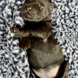 Goldendoodle and Poodle Puppies from SnickerDoodlePups