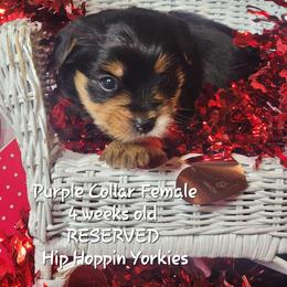 Yorkshire Terrier Puppies from Hip Hoppin Yorkies