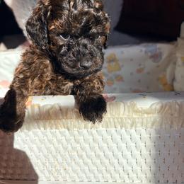 Sophia - Sable female Poodle puppy in Plano, Texas from Dogs lovers