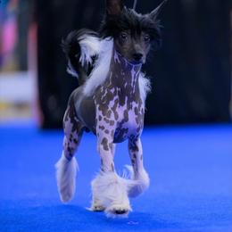 Chunk - Black and white male Chinese Crested puppy in Hernando, Florida from BryMar Chinese Cresteds