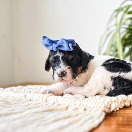 Scout - Black and white female Bernedoodle puppy in Gaylord, Michigan from Dog Mom Co. Doodles