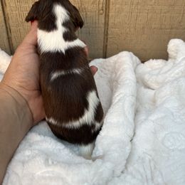Chocolate and tan longhair female - Chocolate and tan female Dachshund puppy in Manteca, California from Sweet and Low Dachshunds
