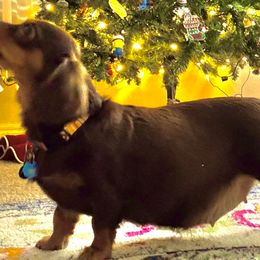 Dachshunds from Kingdom Mini Dashchunds