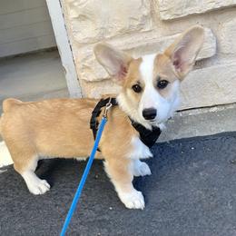 Pembroke Welsh Corgi Puppies from McCall Creek Corgis