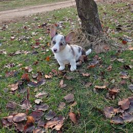 Banx - Blue merle and white male Cardigan Welsh Corgi puppy in Bland, Missouri from Shadey Lane Corgis