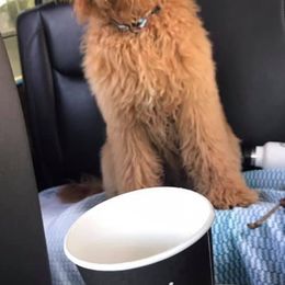 Double Doodle and Goldendoodle All Grown Up from De Luna Doodles