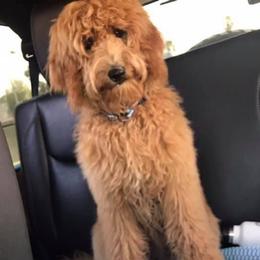 Double Doodle and Goldendoodle All Grown Up from De Luna Doodles