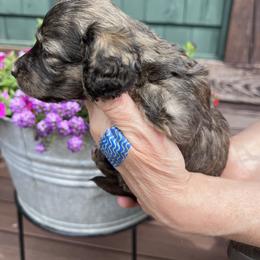 Boy 2 - Brindle male Dachshund puppy in Gouverneur, New York from Dack Dachshunds