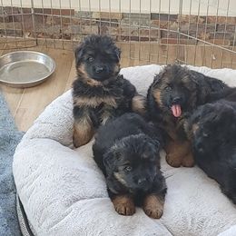 "K litter, spring 2022" German Shepherd Puppies from Schonwasser Shepherds