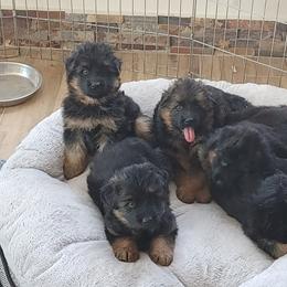 "K litter, spring 2022" German Shepherd Puppies from Schonwasser Shepherds