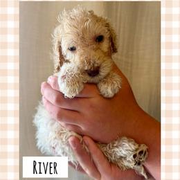 River - White male Poodle puppy in Surprise, Arizona from Oh Doodles Doodlery