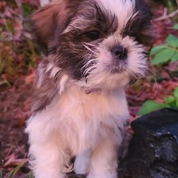 Shih Tzus from SoCal Shih Tzu GT-R