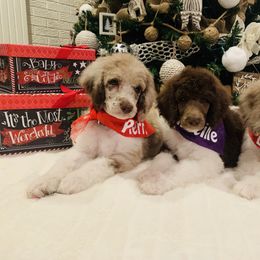 Bernedoodle and Goldendoodle Puppies from Cottrell’s Poodles & Doodles