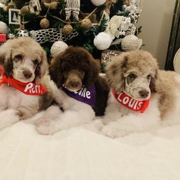 Bernedoodle and Goldendoodle Puppies from Cottrell’s Poodles & Doodles