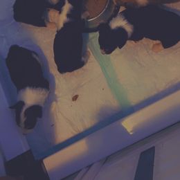 Pembroke Welsh Corgi Puppies from Alegandra’s Pembroke Welsh Corgis