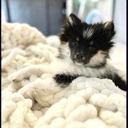 Pomeranian Puppies from ADKPOM Adirondack Pomeranians