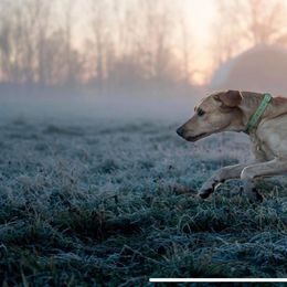 Finn - Labrador Retriever