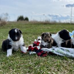Shetland Sheepdog Puppies from Lexy's Shetland Sheepdogs