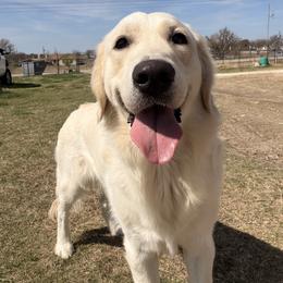Anderson - Light golden male Golden Retriever puppy in Joshua, Texas from 3 Gun Retrievers