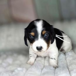 White - Piebald female Dachshund puppy in Salado, Texas from DK's Dream Doxies