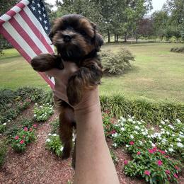 Havanese Puppies from Nanas Havanese